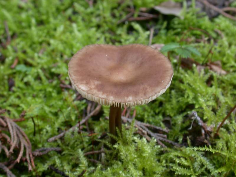 Escursione in cipresseta